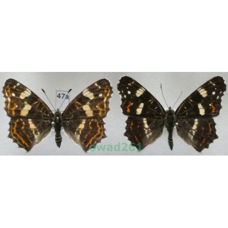 Araschnia levana (Linnaeus, 1758) pair form ex. ovo Poland47a